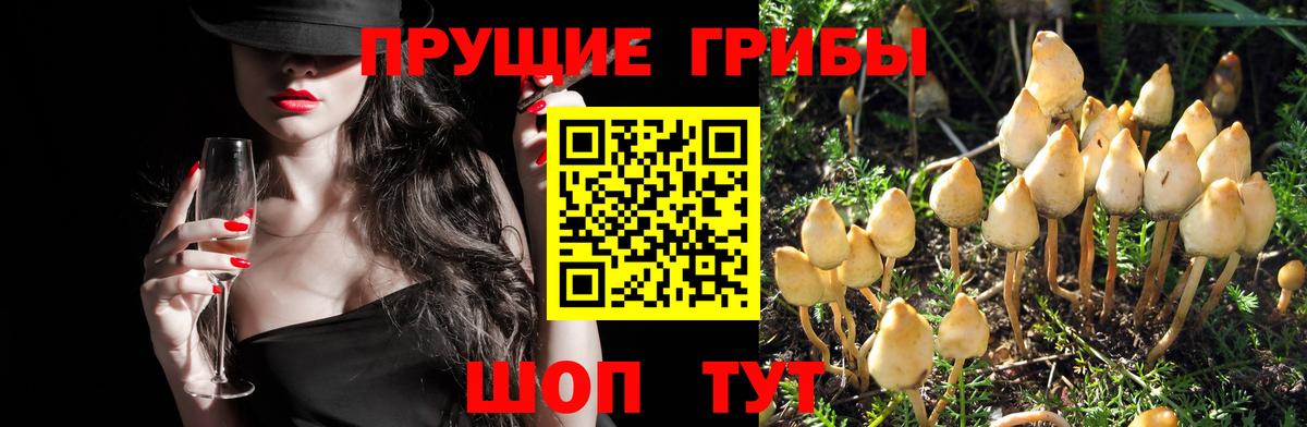 Псилоцибиновые грибы прущие грибы Нурлат
